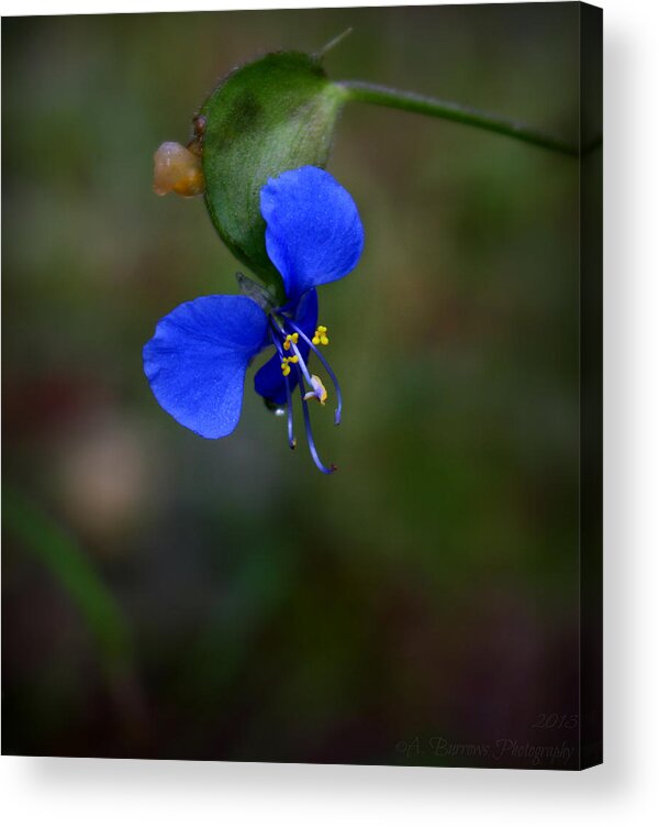 Commelina Dianthifolia Acrylic Print featuring the photograph Bird-Bill Dayflower Colors by Aaron Burrows
