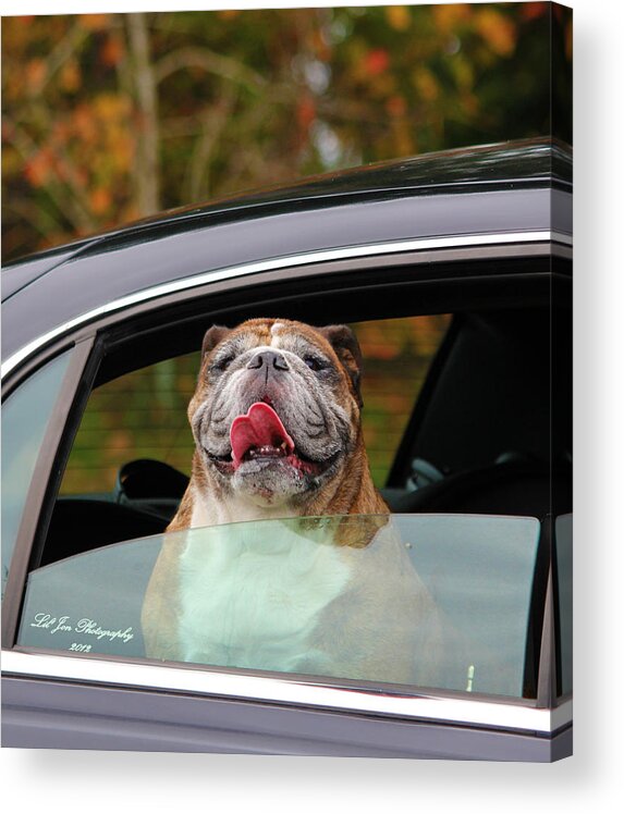 English Bulldog Acrylic Print featuring the photograph Bulldog Bliss by Jeanette C Landstrom