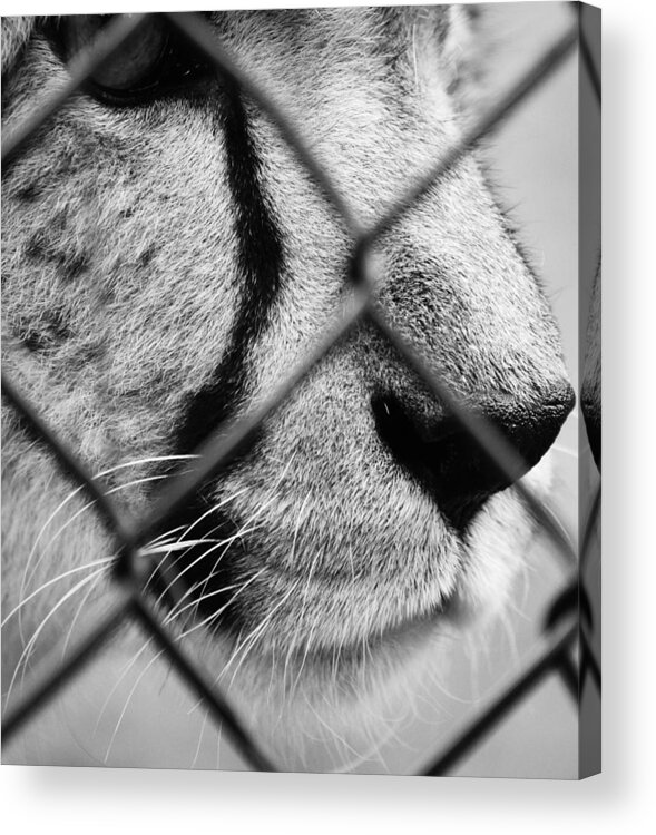 Animals Acrylic Print featuring the photograph Cheated Cheetah b by J C