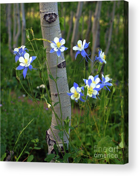Tree Acrylic Print featuring the photograph ColumBouquet by Kelly Black