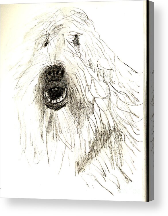 Dog Acrylic Print featuring the drawing Dog by Sandy McIntire
