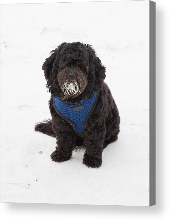 Canis Familiaris Acrylic Print featuring the photograph Doggone Good Beach Fun by John M Bailey