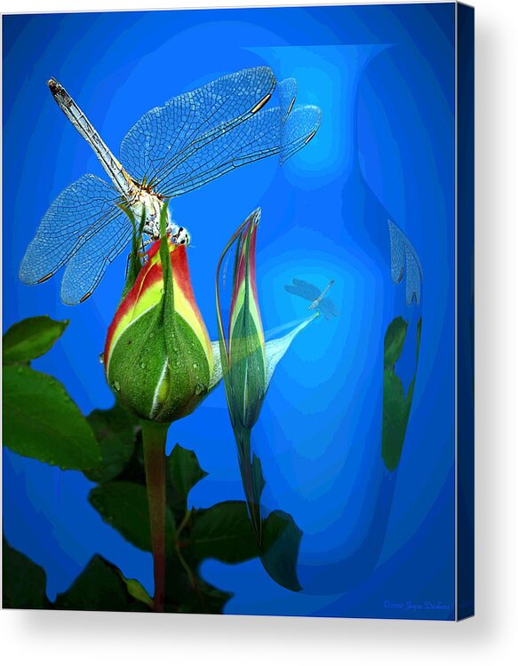 Dragonfly Acrylic Print featuring the digital art Dragonfly And Bud On Blue by Joyce Dickens
