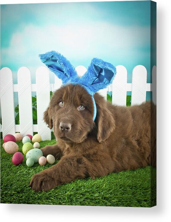 Pets Acrylic Print featuring the photograph Easter Puppy by Stockimage