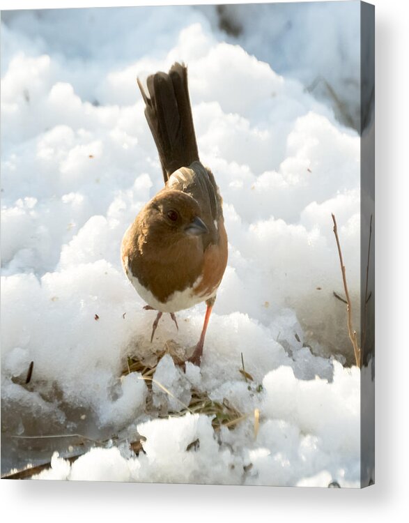 Rufous-sided Towhee Acrylic Print featuring the photograph Eastern Towhee Poses for Photograph by Holden The Moment