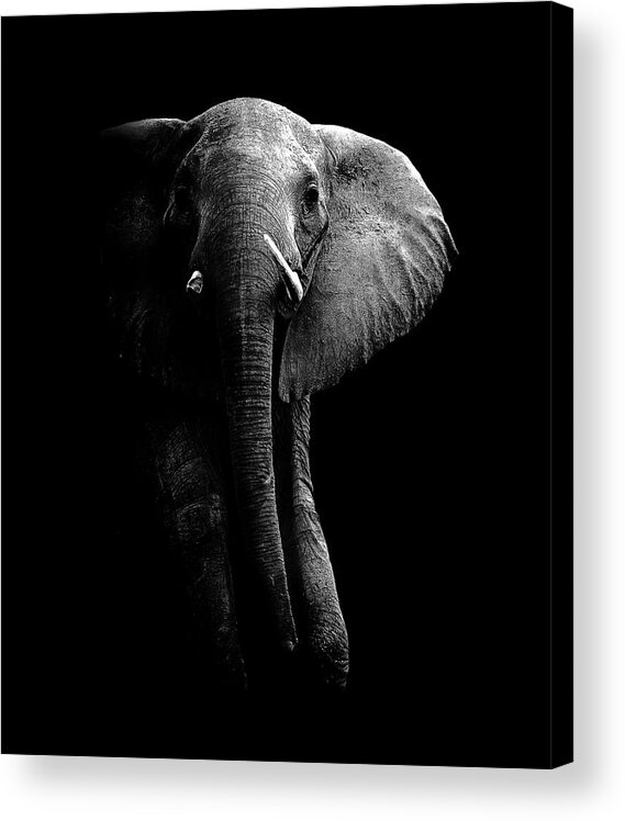 Zambia Acrylic Print featuring the photograph Elephant! by Wildphotoart