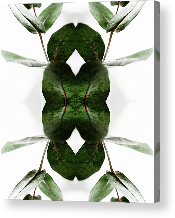 Tranquility Acrylic Print featuring the photograph Eucalyptus Leaves by Silvia Otte