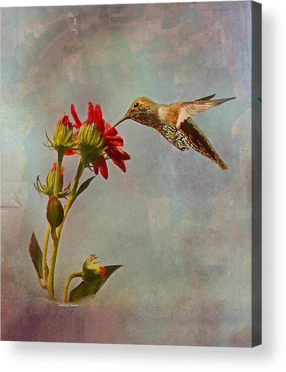 Hummingbird Acrylic Print featuring the painting Feeding Hummingbird by Angela Stanton