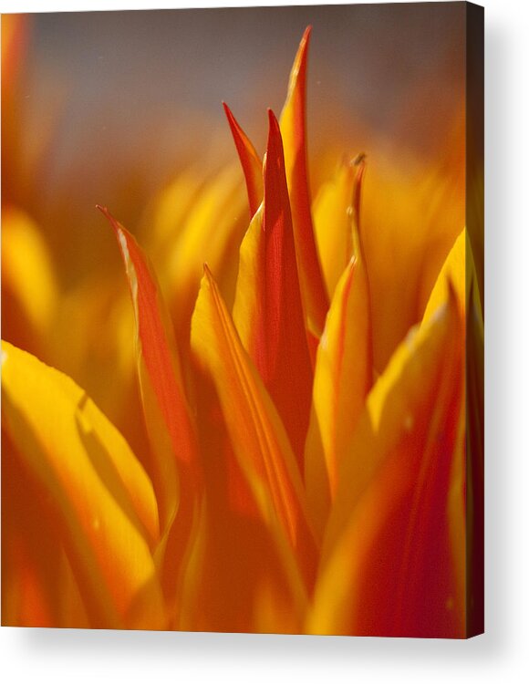 Tulip Acrylic Print featuring the photograph Flames by Inge Riis McDonald