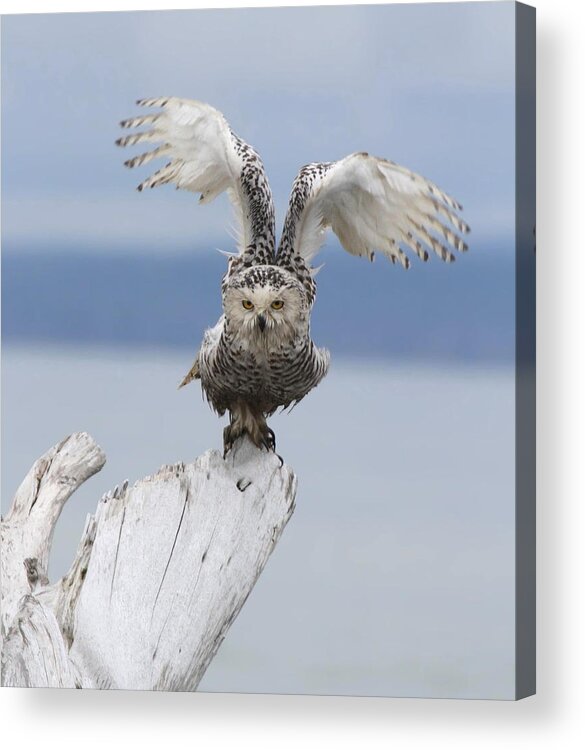 Owl Acrylic Print featuring the photograph Flaps Up by Angie Vogel