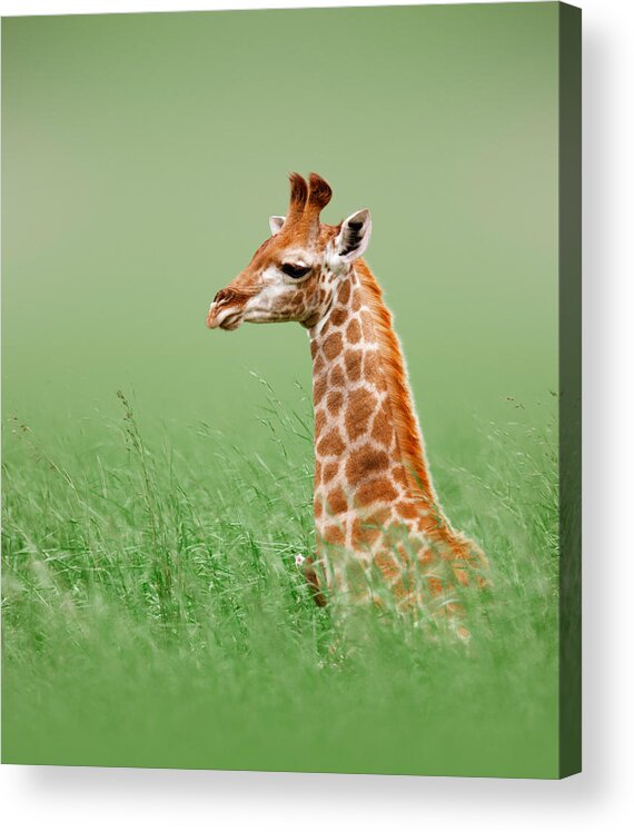 #faatoppicks Acrylic Print featuring the photograph Giraffe lying in grass by Johan Swanepoel
