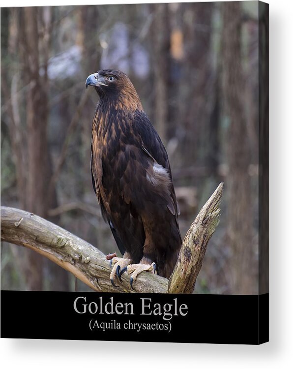Class Room Posters Acrylic Print featuring the digital art Golden Eagle by Flees Photos