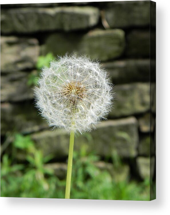 Dandelion Gone To Seed Acrylic Print featuring the photograph Gone To Seed by Jean Goodwin Brooks