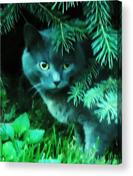 Cat Acrylic Print featuring the photograph Green Eyes by Leslie Manley