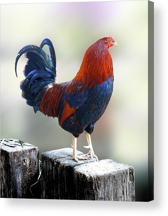 Rooster Acrylic Print featuring the photograph Herald of Foggy Morning by Viktor Savchenko