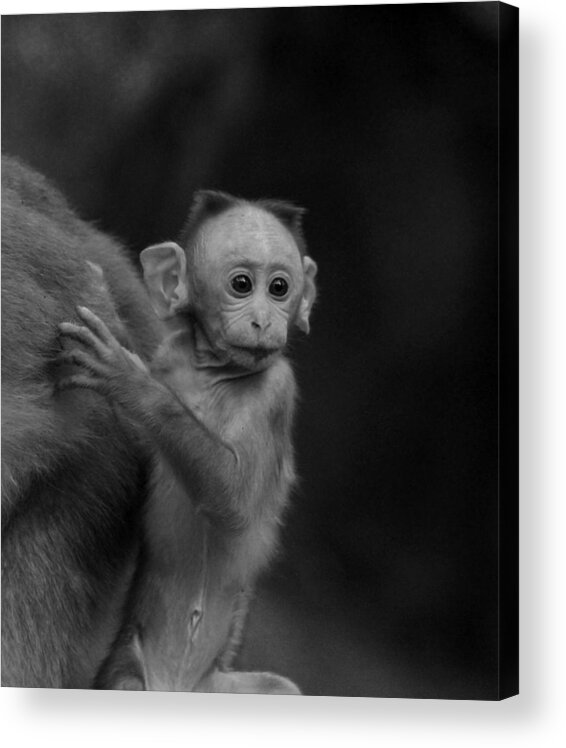 Baby Monkey Acrylic Print featuring the photograph Hey mom look what is there by Ramabhadran Thirupattur