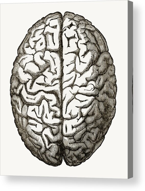 Printmaking Technique Acrylic Print featuring the drawing Human Brain Isolated on White Engraved Illustration, Circa 1880 by Bauhaus1000