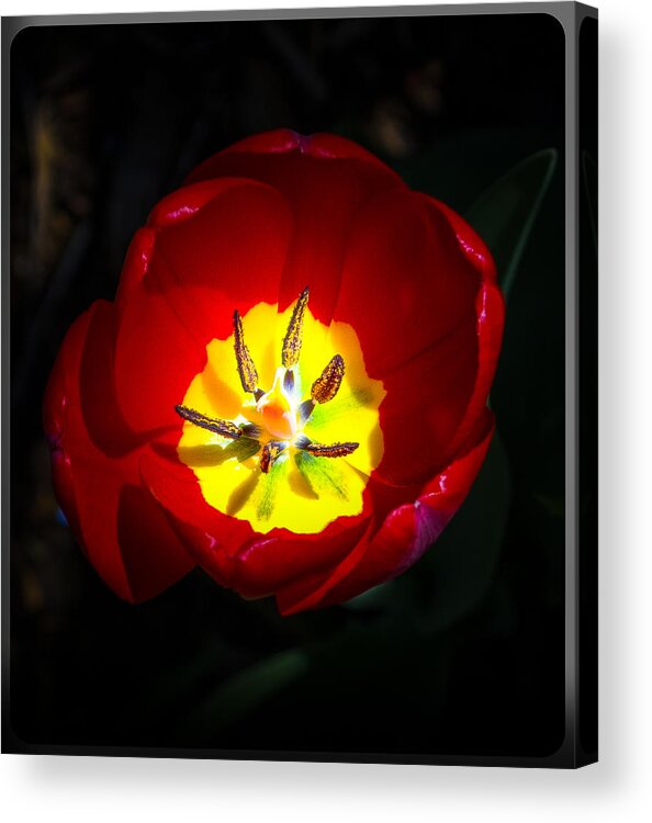 Photograph Of Inside A Tulip Flower Acrylic Print featuring the photograph Inside a Tulip by Kenneth Cole