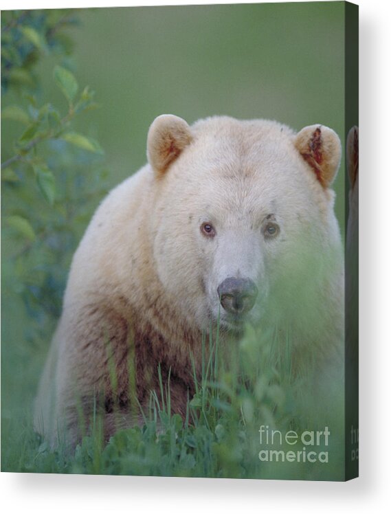 Vertical Acrylic Print featuring the photograph Kermode Bear, Northern British by Art Wolfe