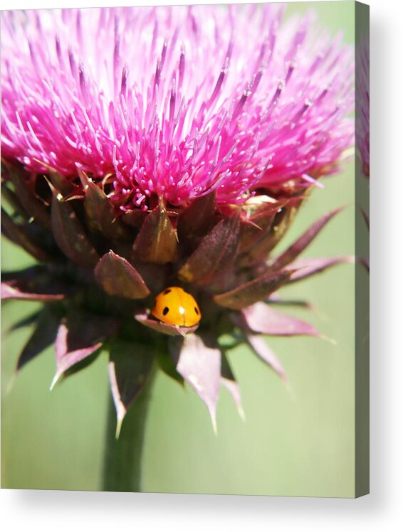 Ladybug Acrylic Print featuring the photograph Ladybug and Thistle by Marilyn Hunt