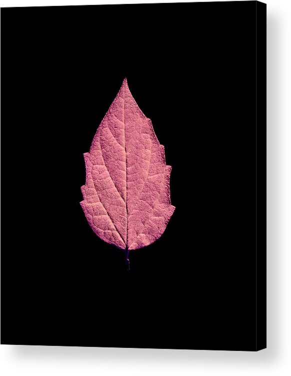 Leaf Acrylic Print featuring the mixed media Leaf series fire leaf by Sumit Mehndiratta