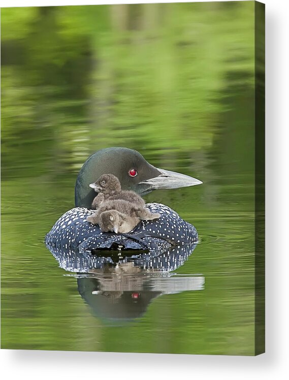 Common Loon Acrylic Print featuring the photograph Loon Chicks - Nap Time by John Vose