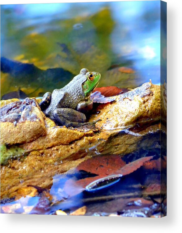 Frog Acrylic Print featuring the photograph Meditation by Deena Stoddard