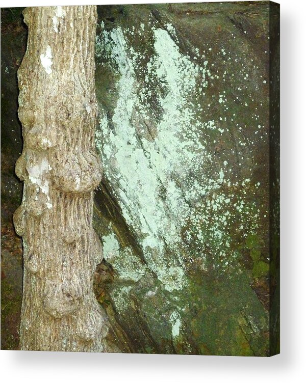 Mold Acrylic Print featuring the photograph Mold on Rock by Pete Trenholm