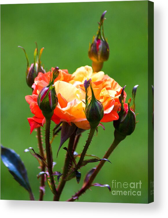 Oranges Acrylic Print featuring the photograph Oranges and Lemons by Angela DeFrias