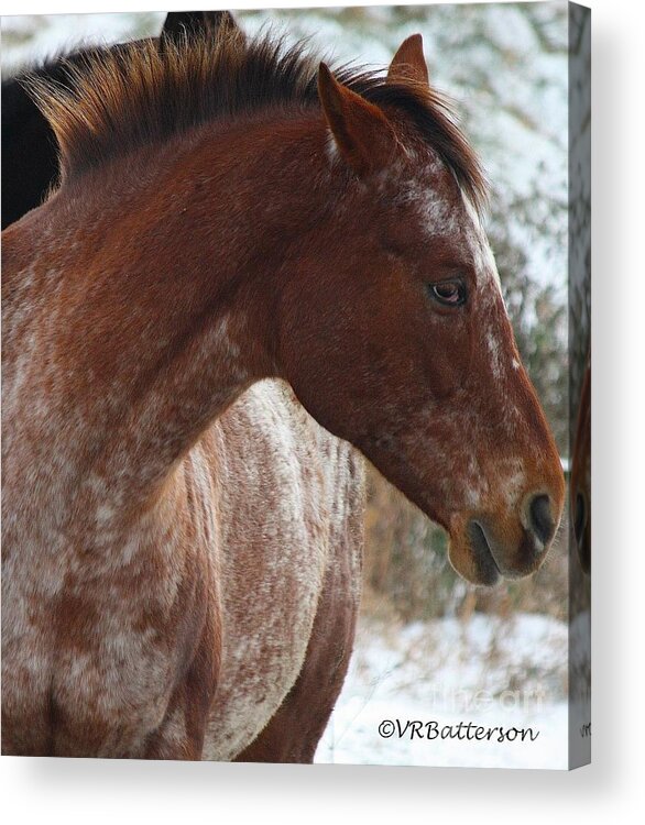 Horses Acrylic Print featuring the photograph Paint by Veronica Batterson
