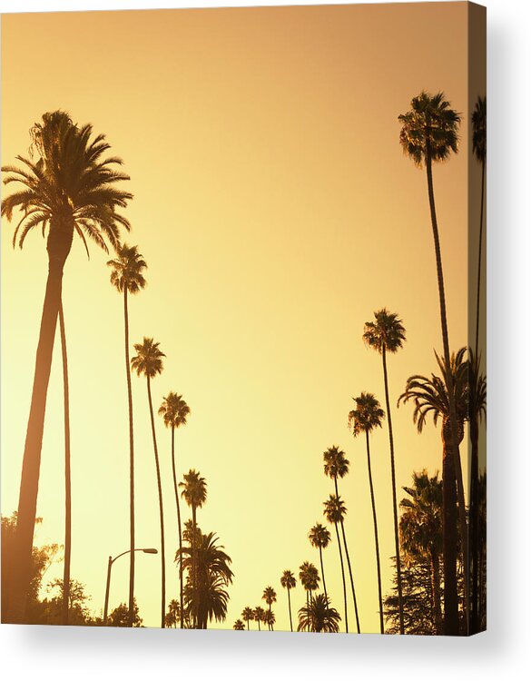 Sunset Strip Acrylic Print featuring the photograph Palm Tree At Sunset On Beverly Hills by Franckreporter