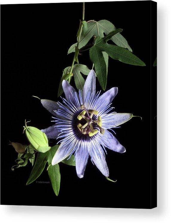 Passion Flower Acrylic Print featuring the photograph Passion Flower by Vickie Szumigala