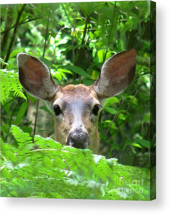 Wildlife Acrylic Print featuring the photograph Peek-A-Boo by Rory Siegel