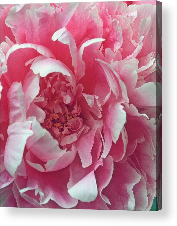 Flowers Acrylic Print featuring the photograph Plush Peony by Kathy Yates