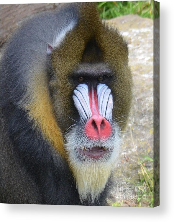Mandrill Acrylic Print featuring the photograph Portrait of a Mandrill by Jim Fitzpatrick