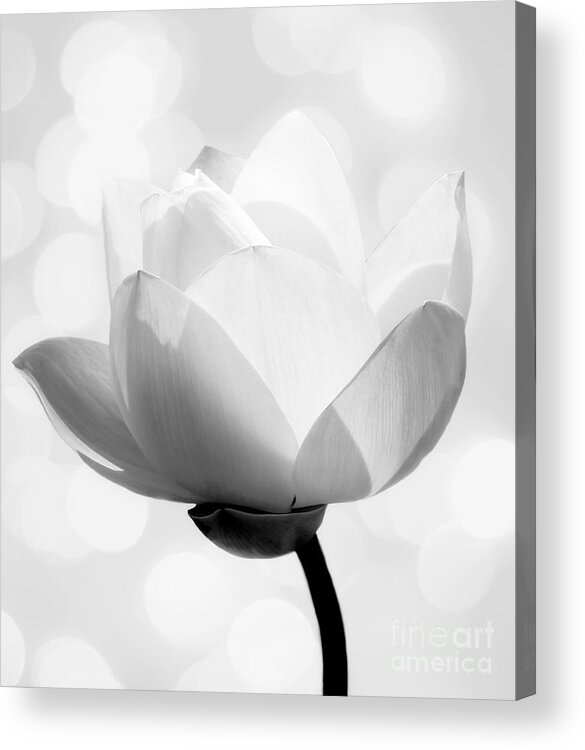 B&w Acrylic Print featuring the photograph Pure by Jacky Gerritsen