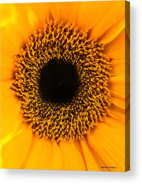 Daisy Acrylic Print featuring the photograph Purity by Marian Lonzetta