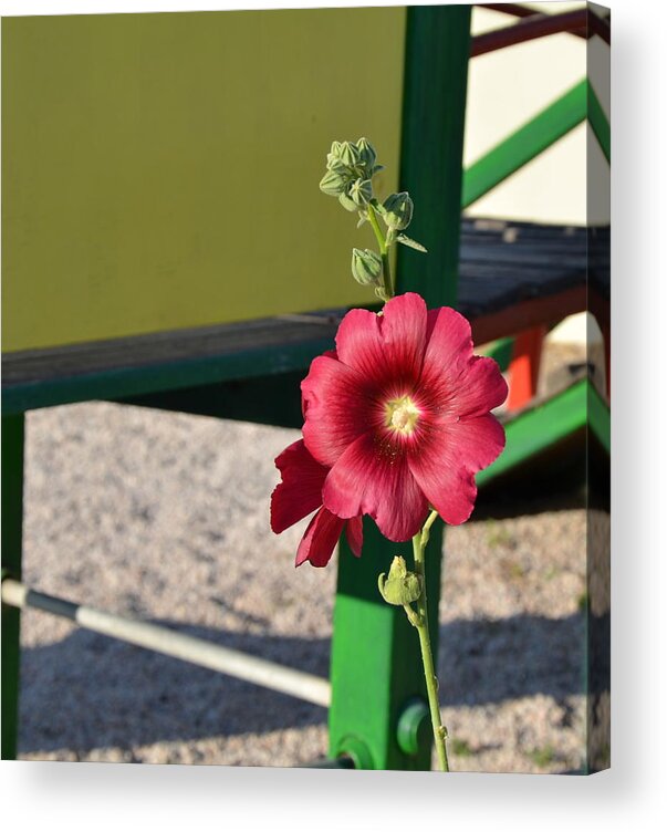 Red Acrylic Print featuring the photograph Red on Green by Corinne Rhode