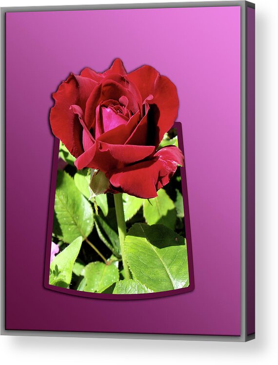 Red Rose Acrylic Print featuring the photograph Red Rose by Thomas Woolworth