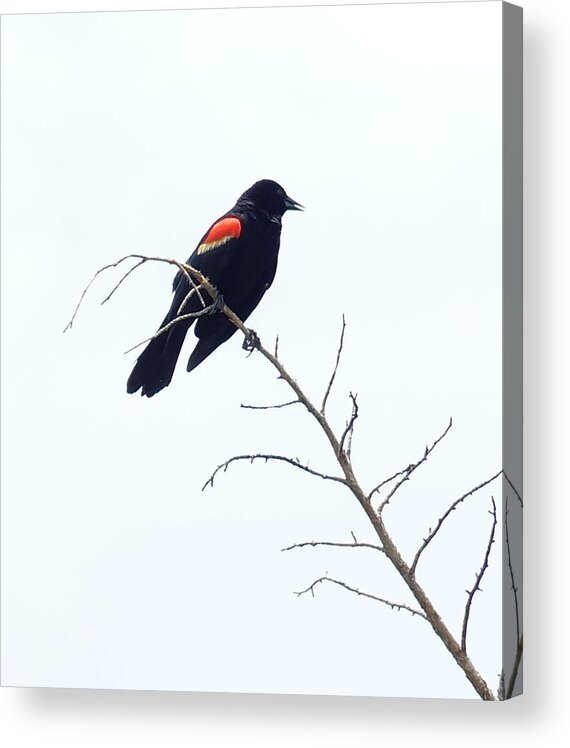 Red Winged Blackbird Acrylic Print featuring the photograph Red-Winged Blackbird by Paul Wilford