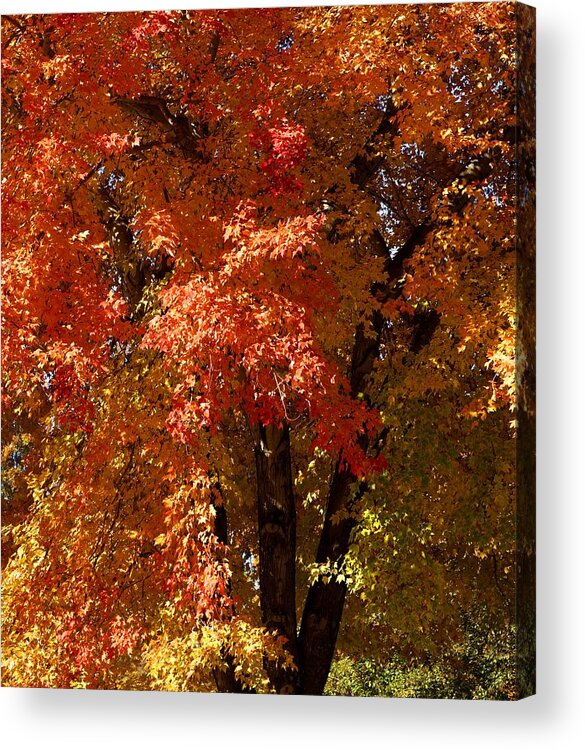 Portrait Acrylic Print featuring the photograph Resting Tree by Morgan Carter