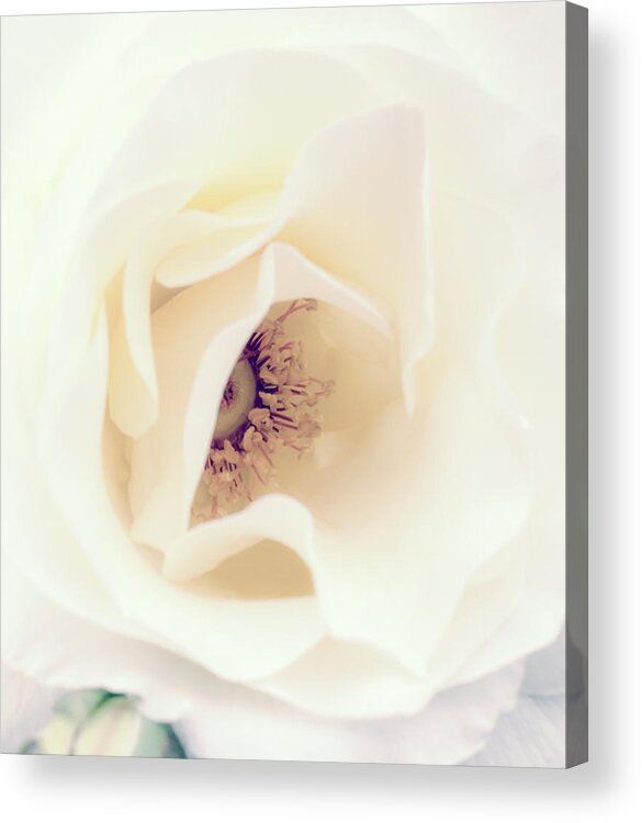 Love Acrylic Print featuring the photograph Romance in a Rose by Spikey Mouse Photography