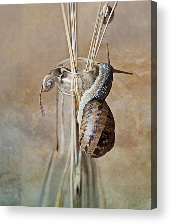 Snail Acrylic Print featuring the photograph Snails by Nailia Schwarz