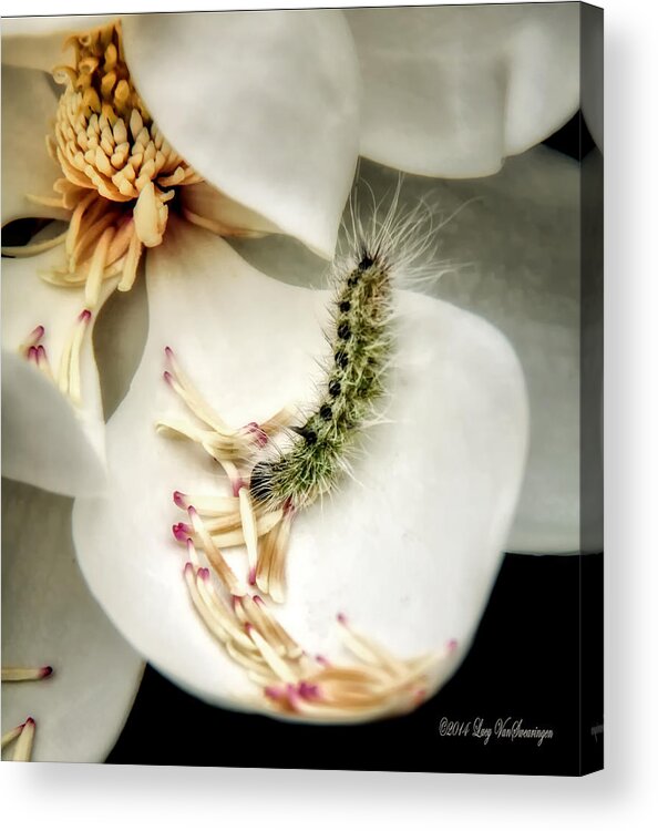 Magnolia Canvas Print Acrylic Print featuring the photograph Softest Little Gem by Lucy VanSwearingen