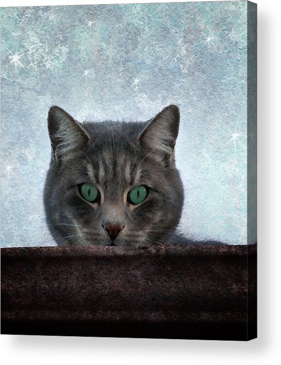 Cat Acrylic Print featuring the photograph Someone's Watching You by Ellen Heaverlo