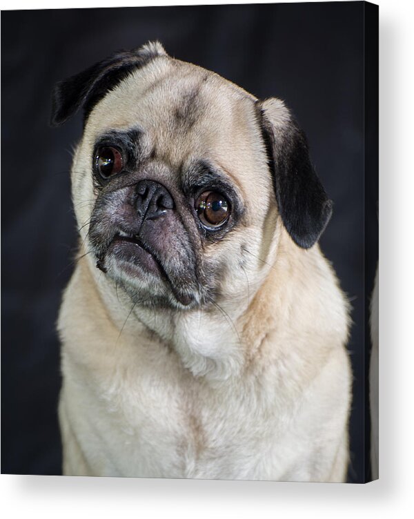 Pet Acrylic Print featuring the photograph Sophie by Stacy Abbott
