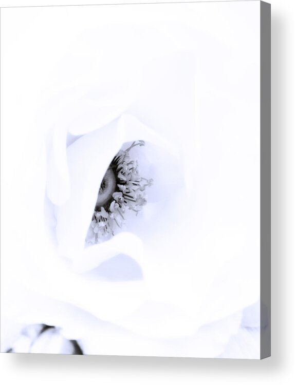 Rose Acrylic Print featuring the photograph Stamens in Blue by Spikey Mouse Photography