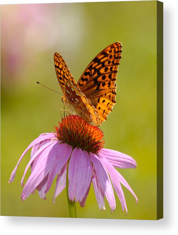 Echinacea Acrylic Print featuring the photograph Summer Colors Butterfly by Lara Ellis