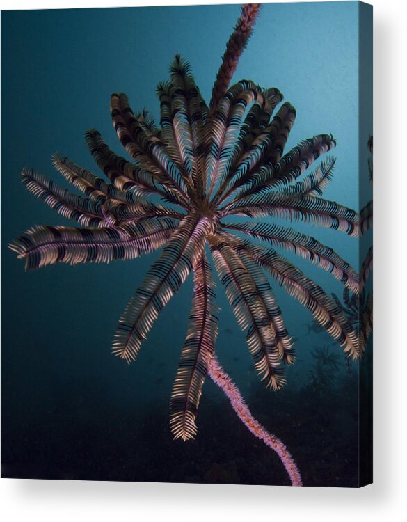 Underwater Photography Acrylic Print featuring the photograph The Cronoid Creature by Terry Cosgrave