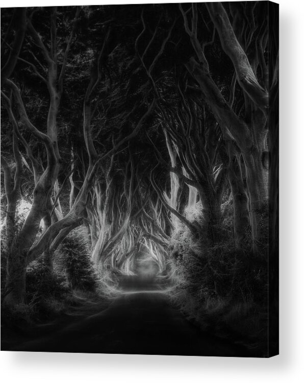 Ireland Acrylic Print featuring the photograph The Dark Hedges by Saskia Dingemans